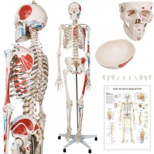 JAGO Anatomie člověka kostra s detaily malby svalů
